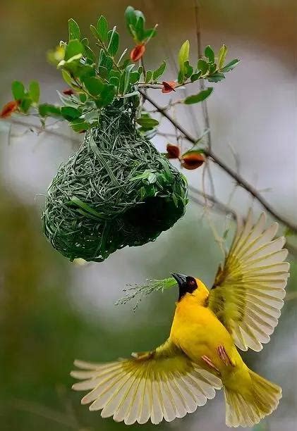 小鳥來家築巢